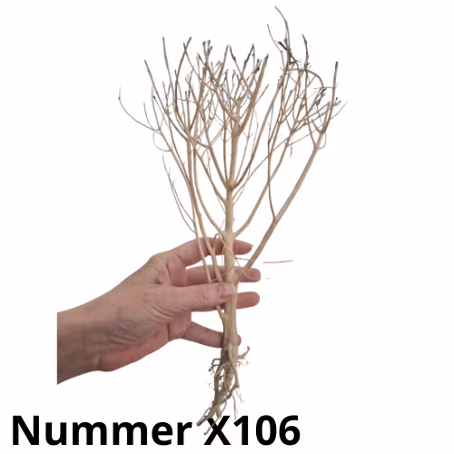 Räkträd - Slim Tree - Köp roten på bilden