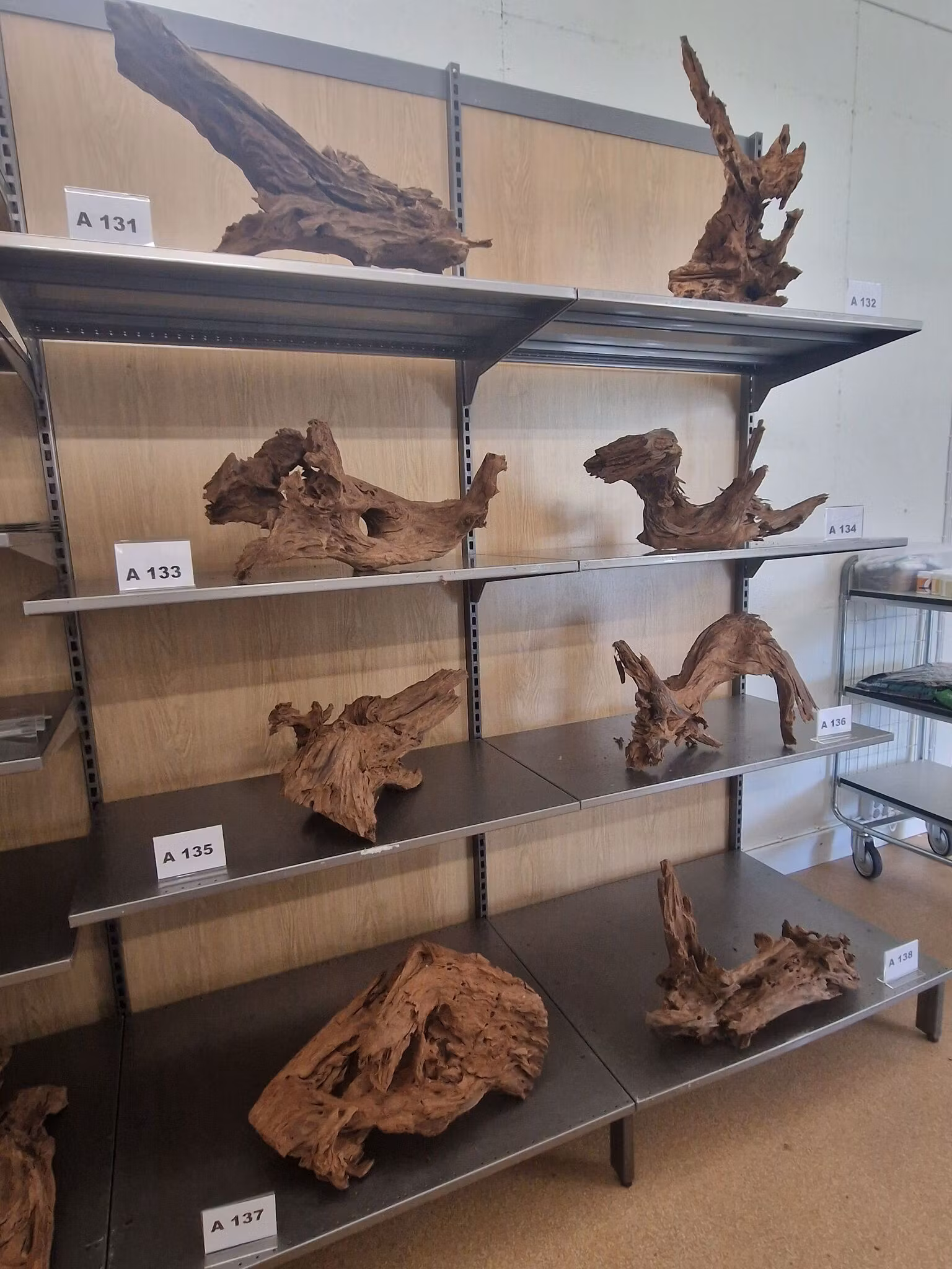 Mangroverötter XXL 50-65 cm Köp roten på bilden A131-138