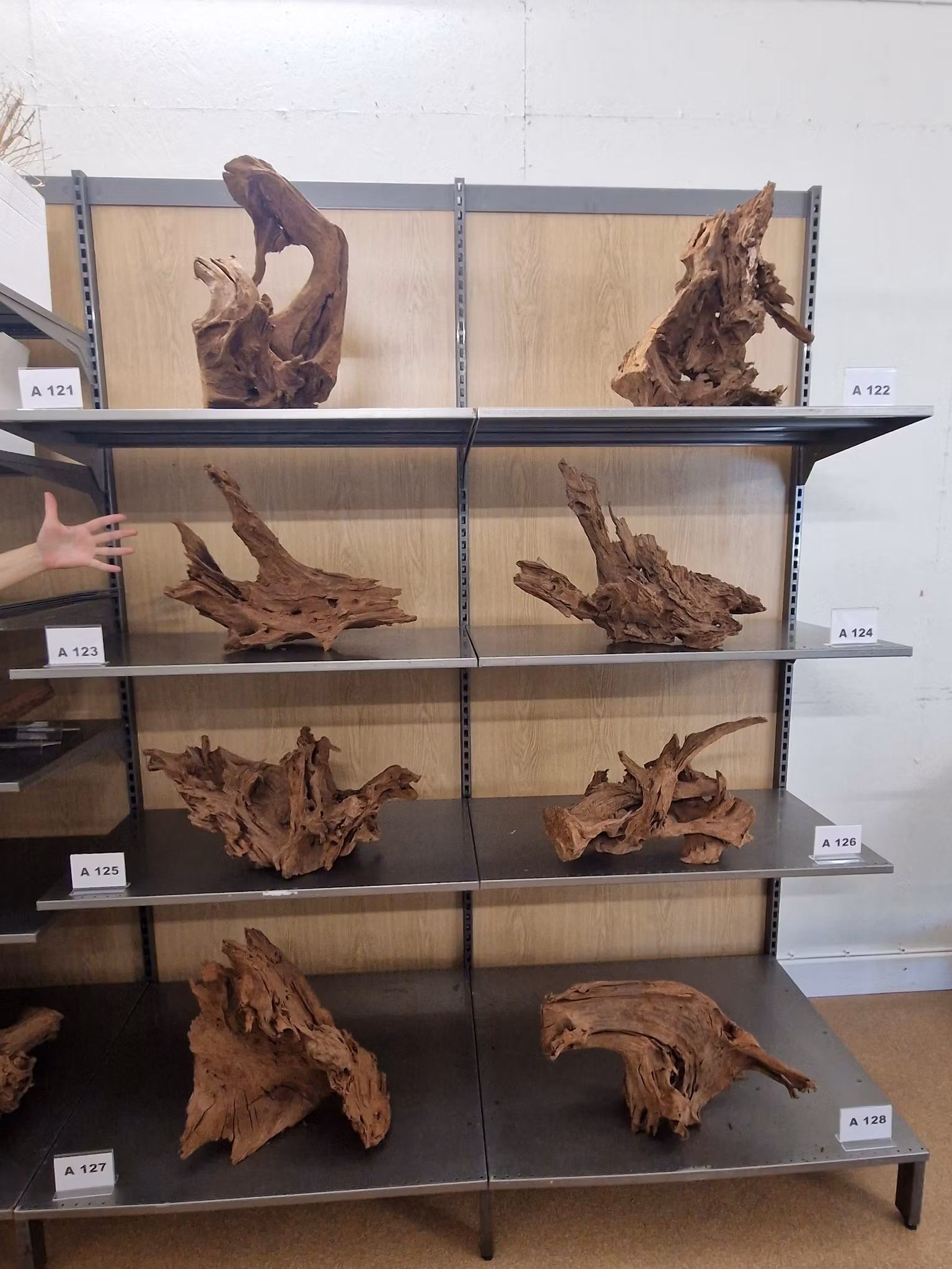 Mangroverötter XXL 50-65 cm Köp roten på bilden