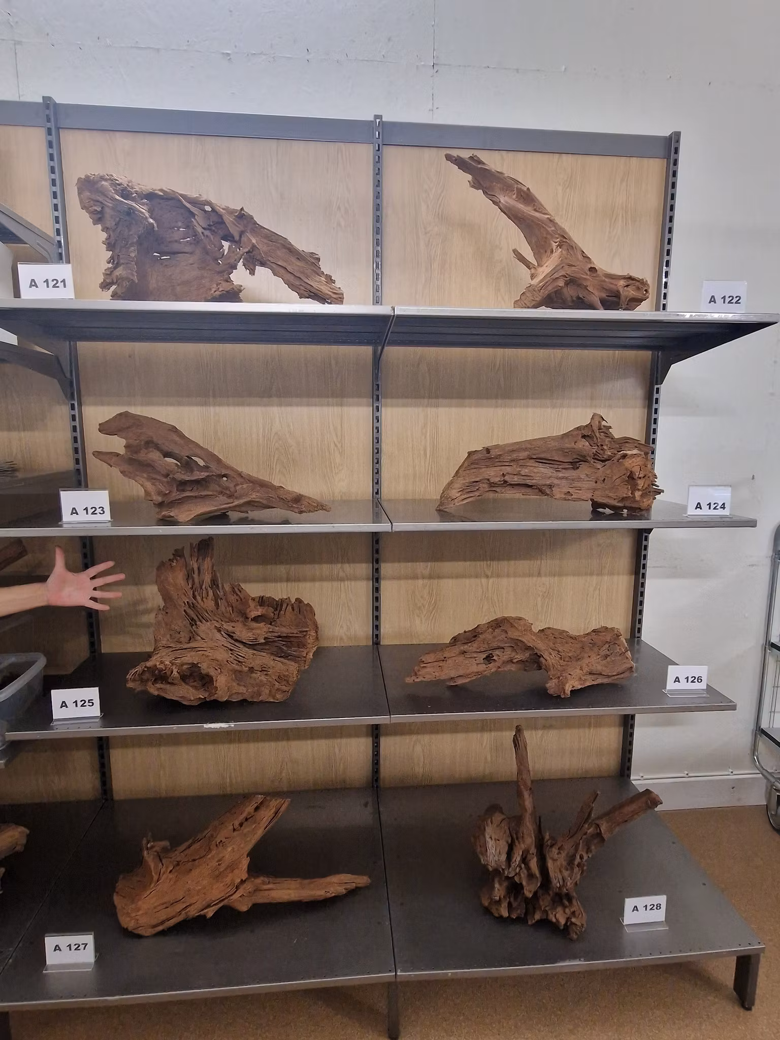 Mangroverötter XXL 50-65 cm Köp roten på bilden
