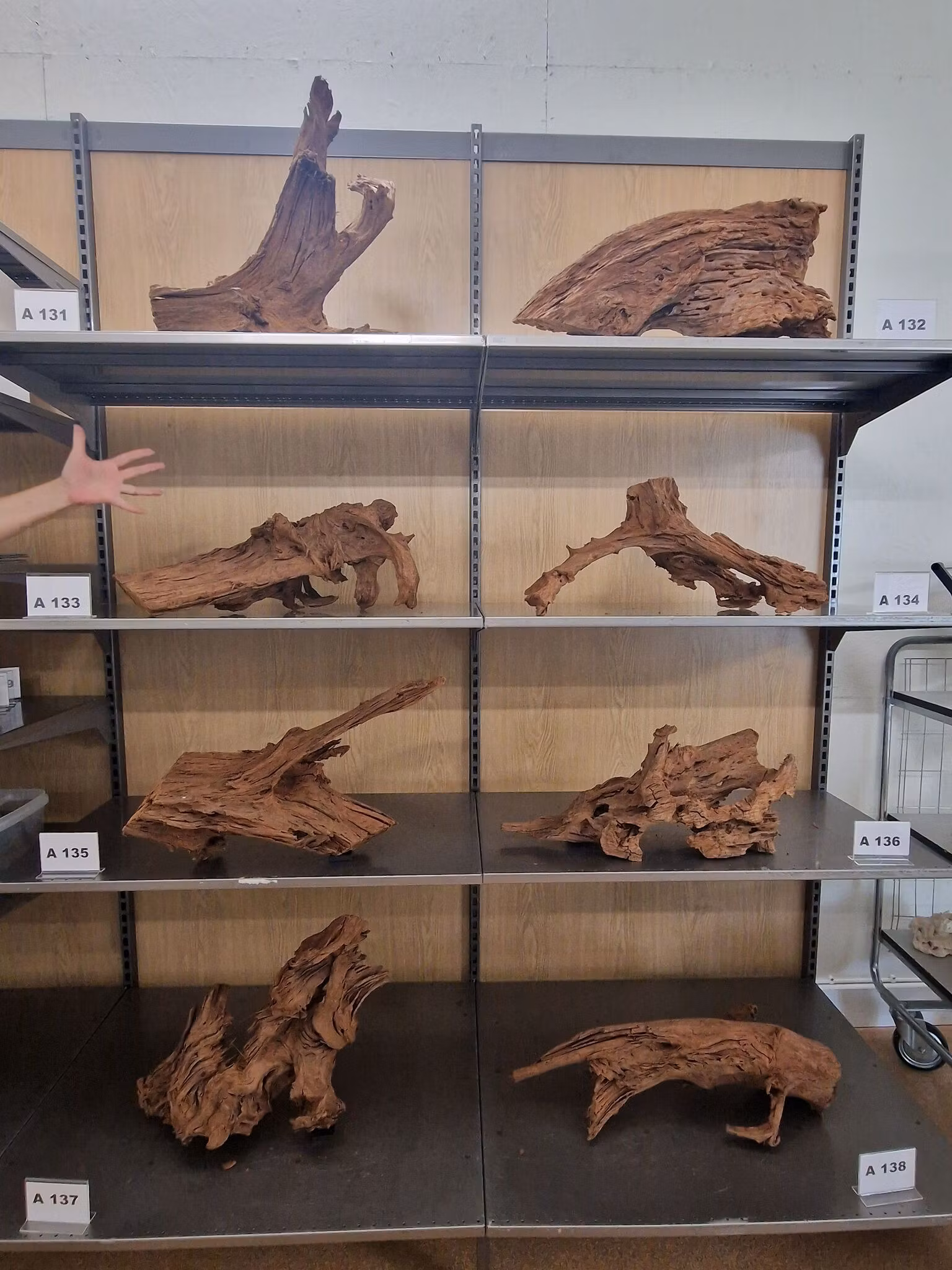 Mangroverötter XXL 50-65 cm Köp roten på bilden A131-138