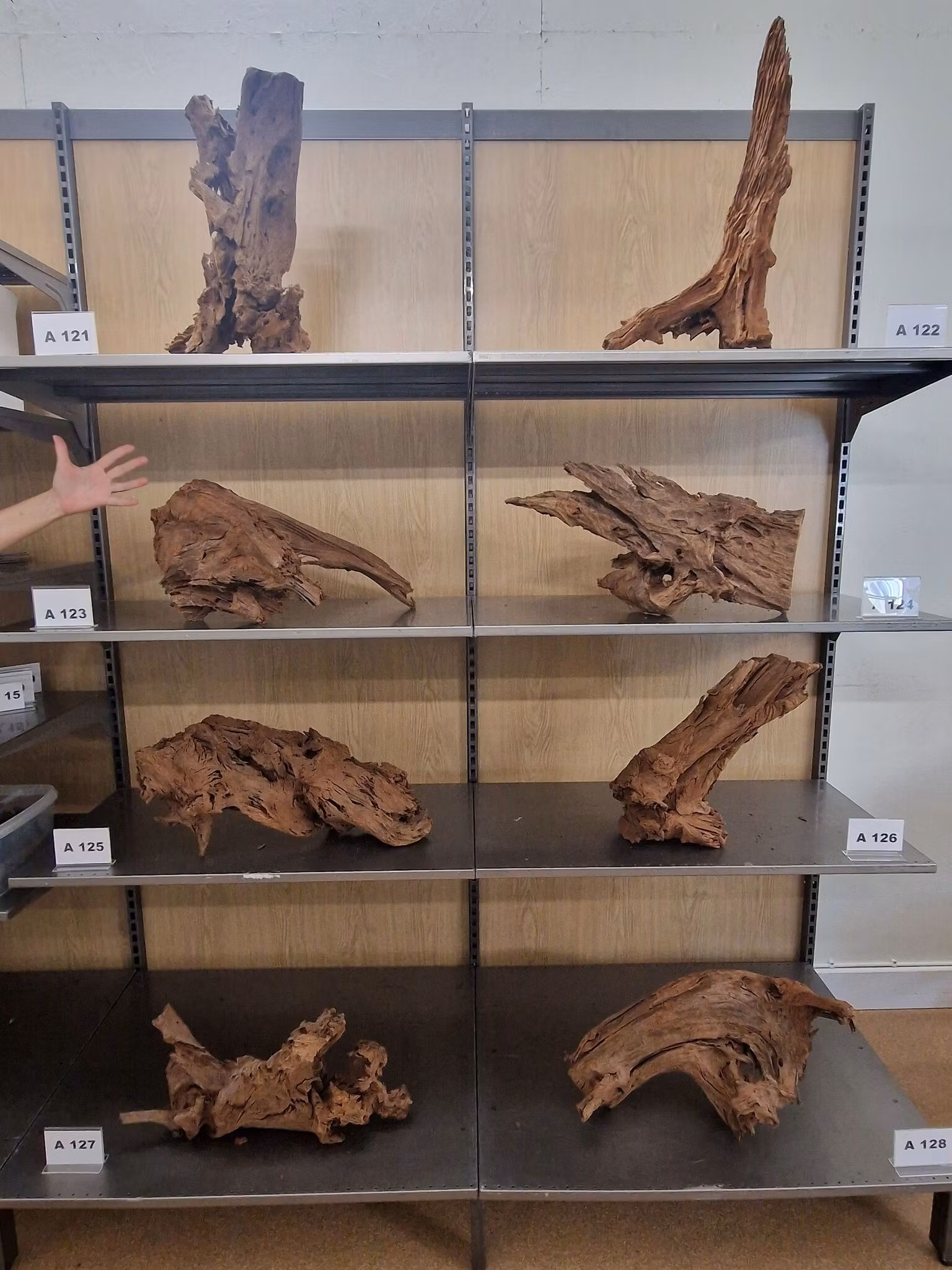 Mangroverötter XXL 50-65 cm Köp roten på bilden