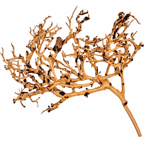 Thailand Branch Wood - Small