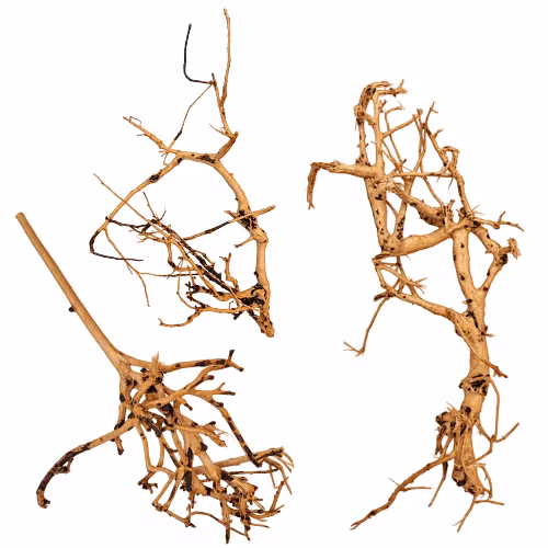 Thailand Branch Wood - Small