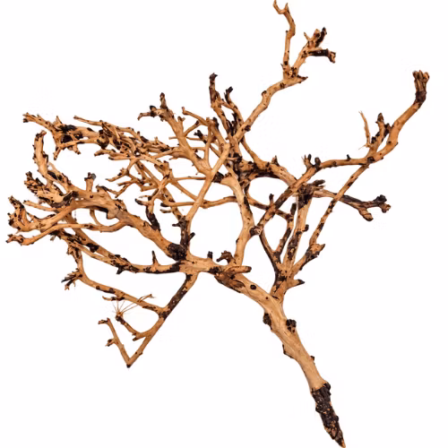 Thailand Branch Wood - Small
