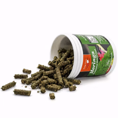 Shrimps Forever - Moringa