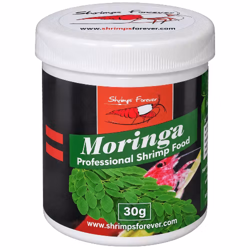 Shrimps Forever - Moringa