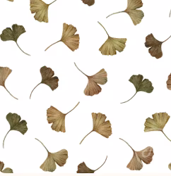 OD- Ginko leaves