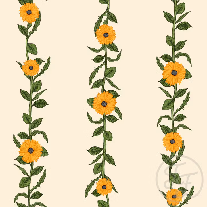 OD- Golden Marguerites