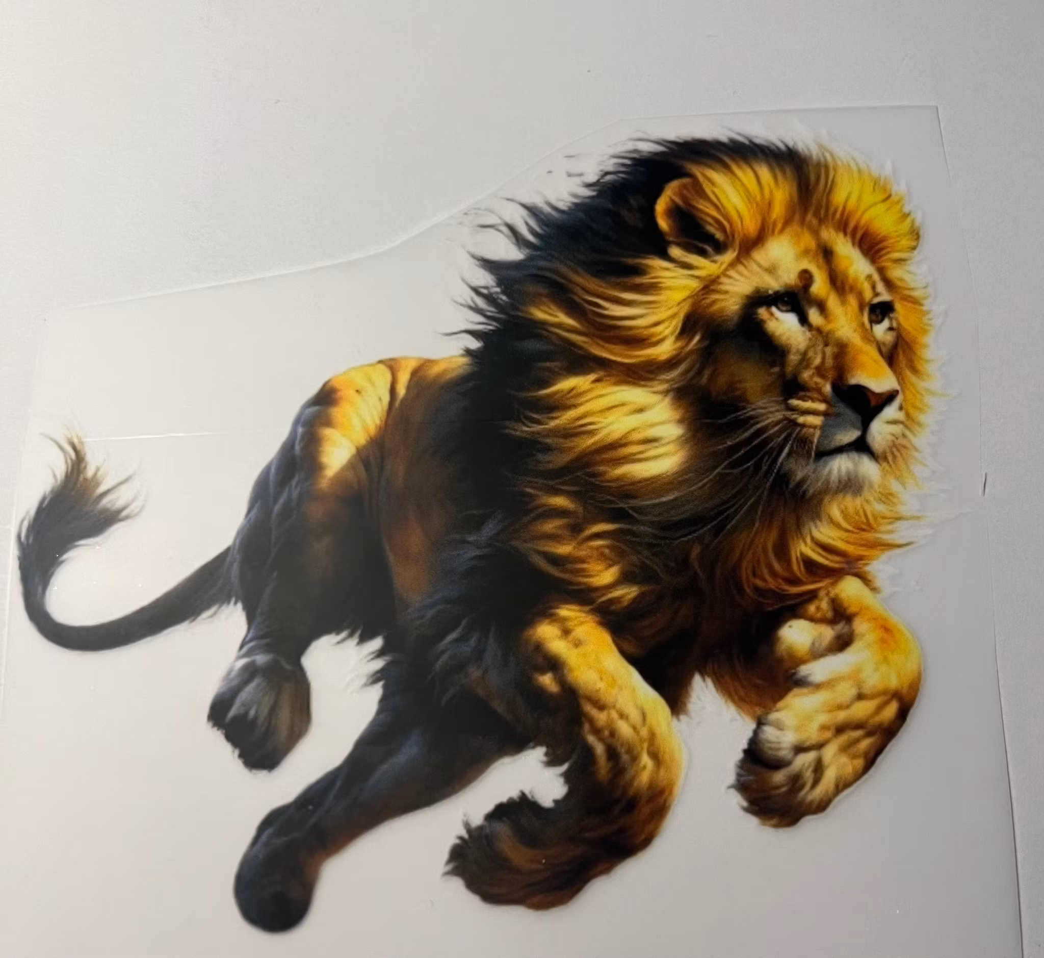 SM løpende voksen hannløve liten