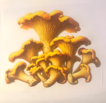 Kantarell gruppe dft