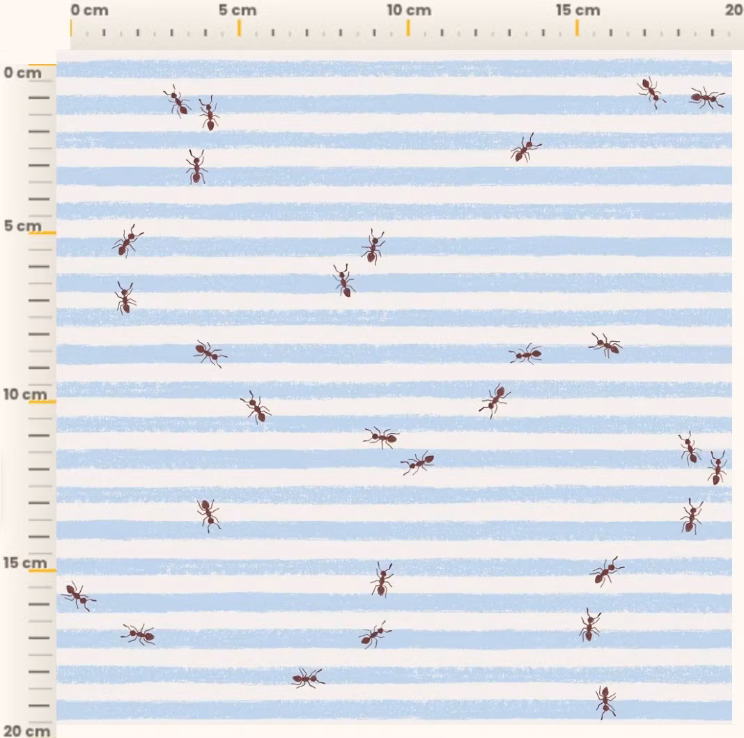 OD- Ants Stripe Sky