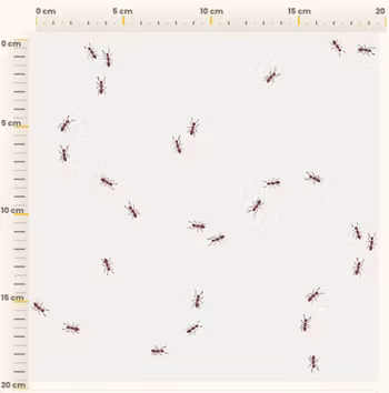 OD- Ants Snow