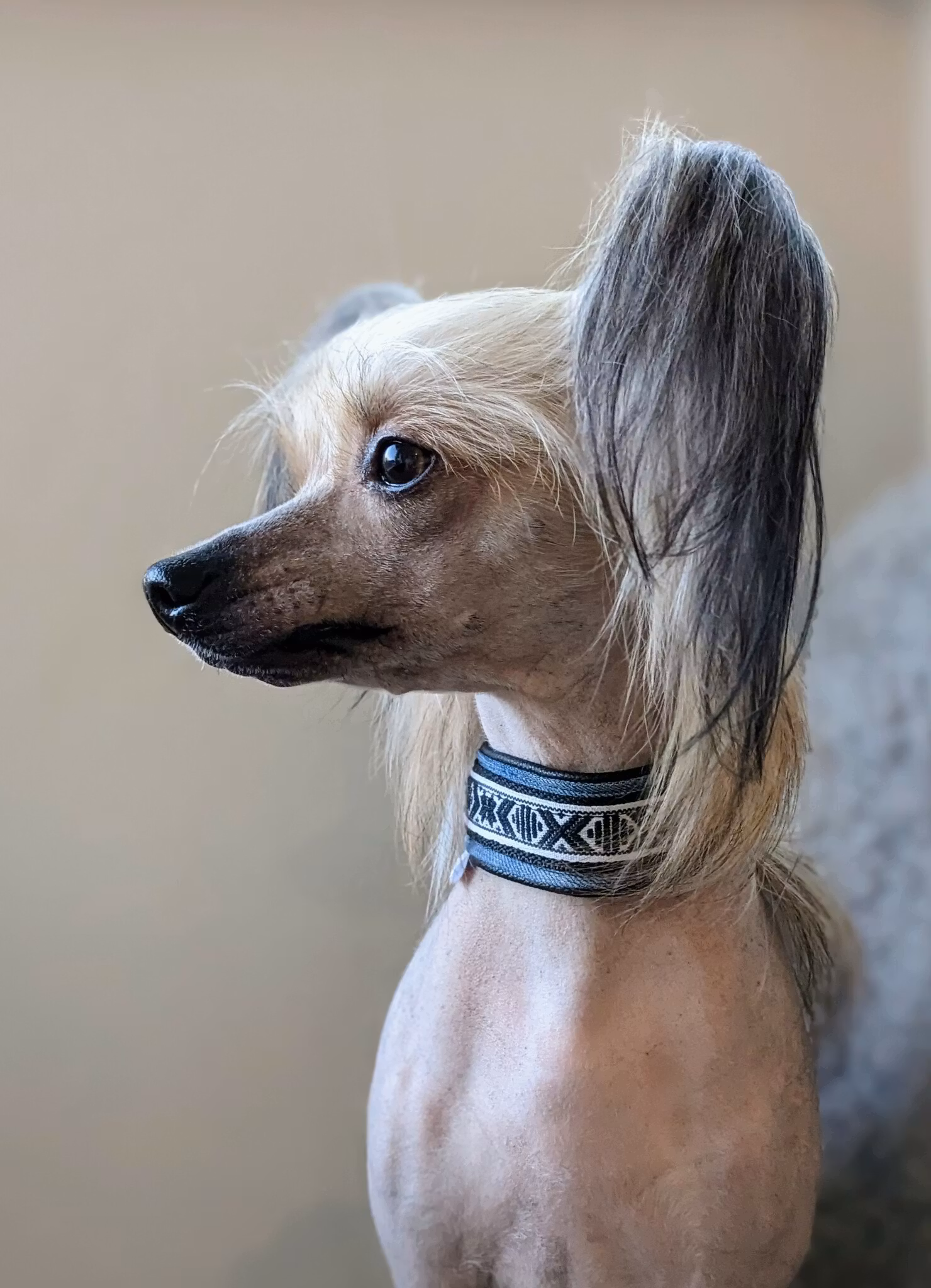 Hundhalsband | Mini&Bror | Tjära