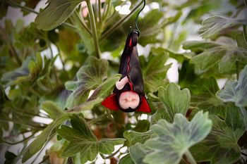 Blomfilur Dracula