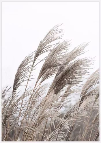Reeds Art Print
