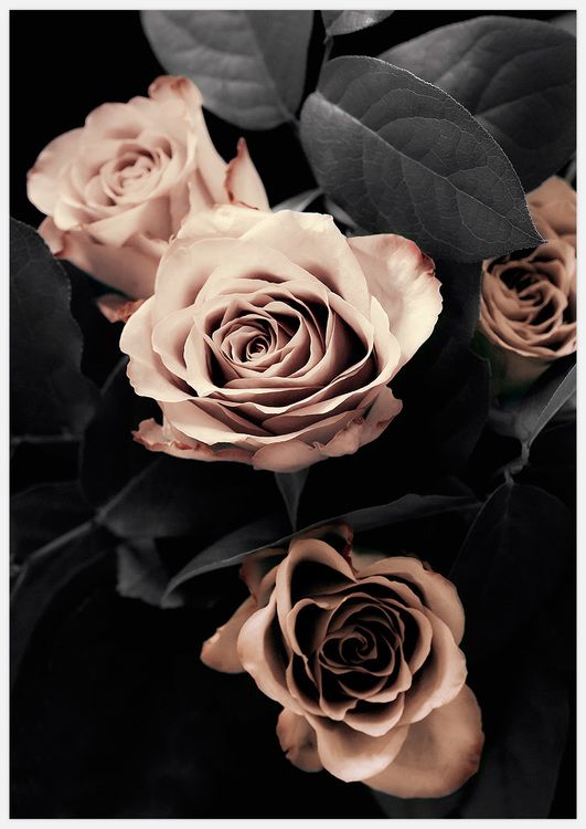 Classic Roses Art Print