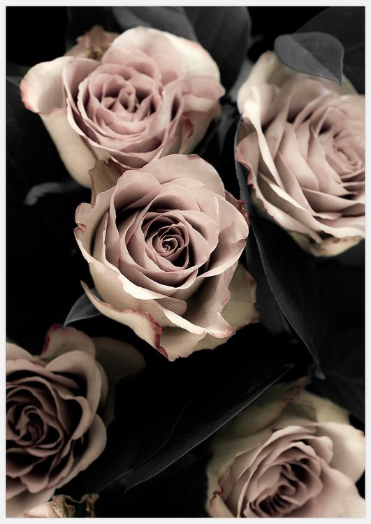 Classic Roses variant 2 Art Print