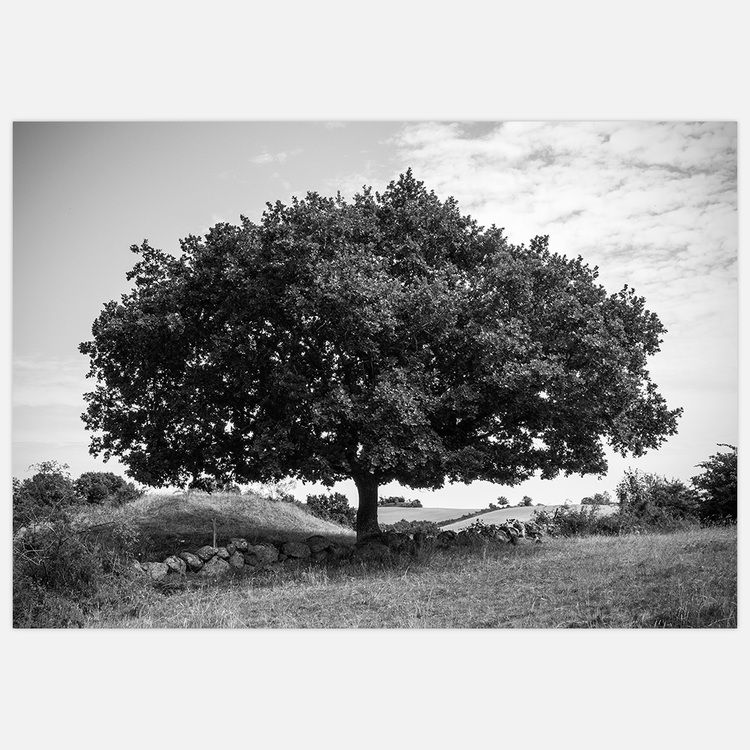 Amazing Tree Art Print
