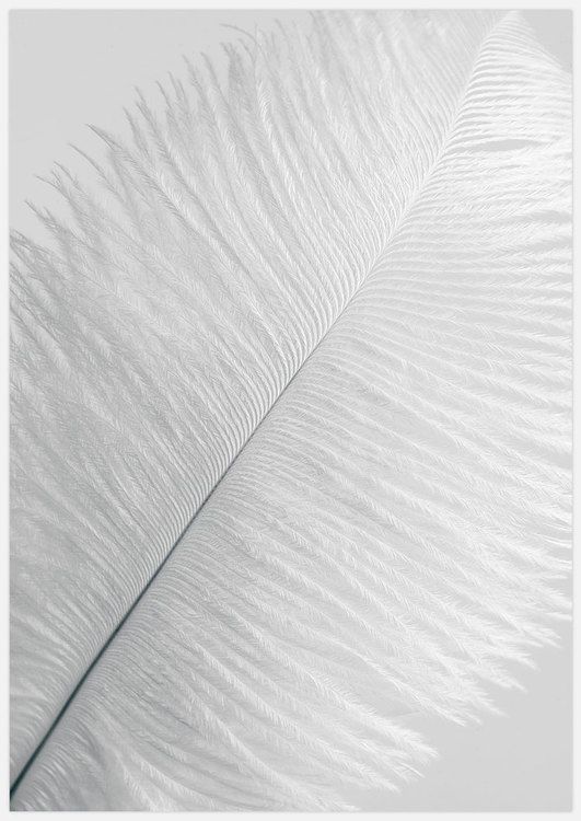 White Feather 1