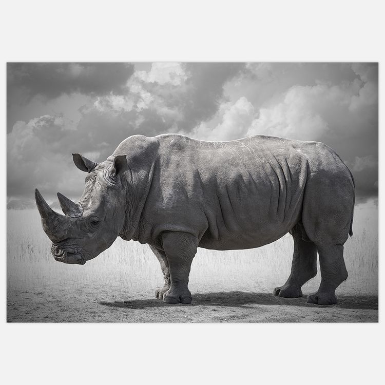 Rhinoceros 2