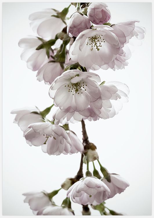 Cherry Blossom 3