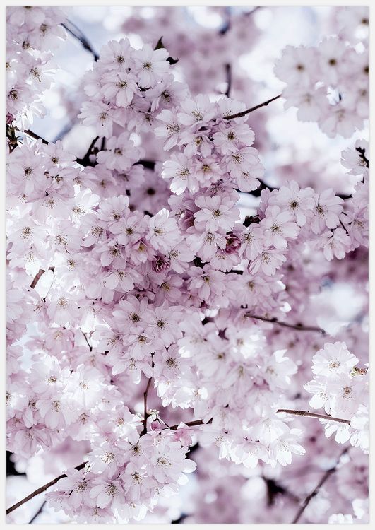 Cherry Blossom Tree