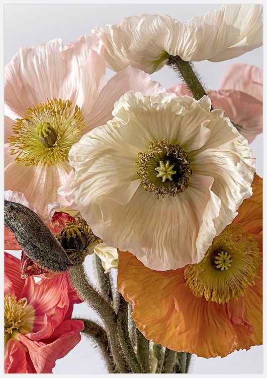 Light-coloured Poppies 3