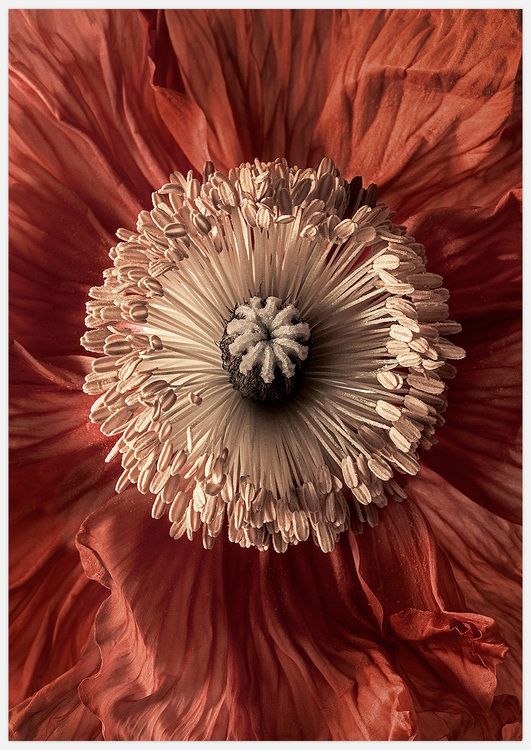 Red Flower Heart