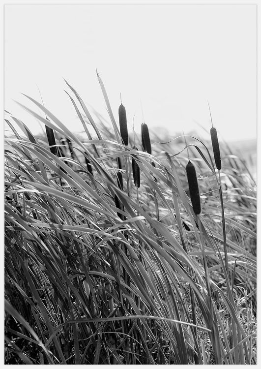 Summer breeze