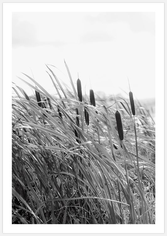 Summer breeze