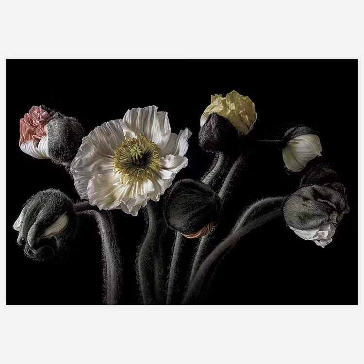 Wall Art Poppy Bouquet Art Print, photo Insplendor art studio.