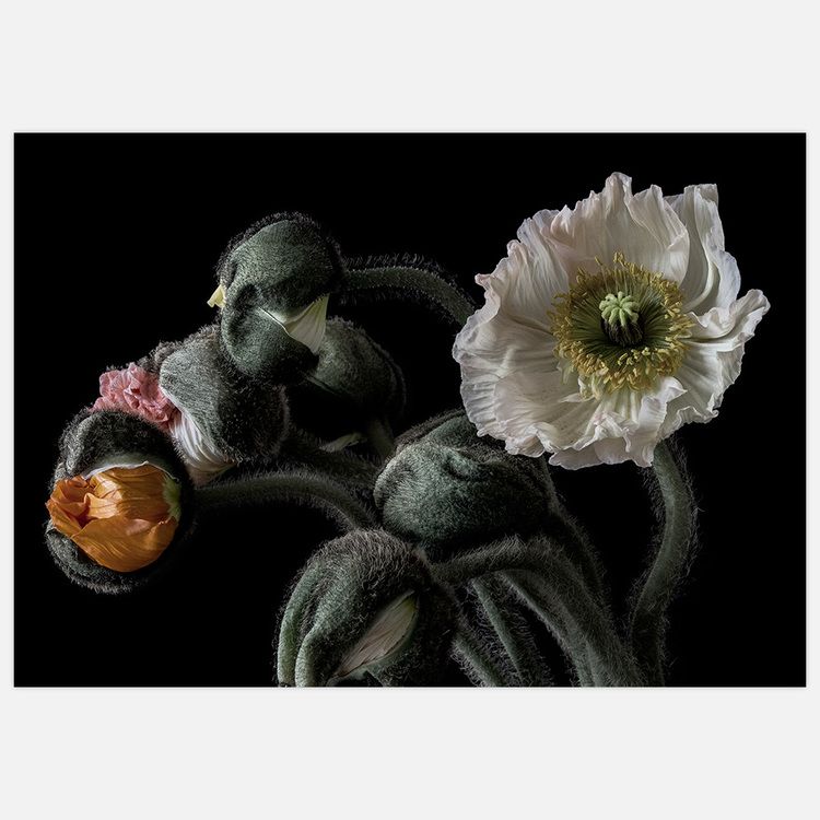 Poppy Bouquet 2