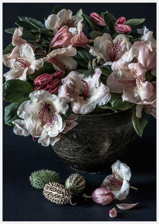 Rhododendron Wardii