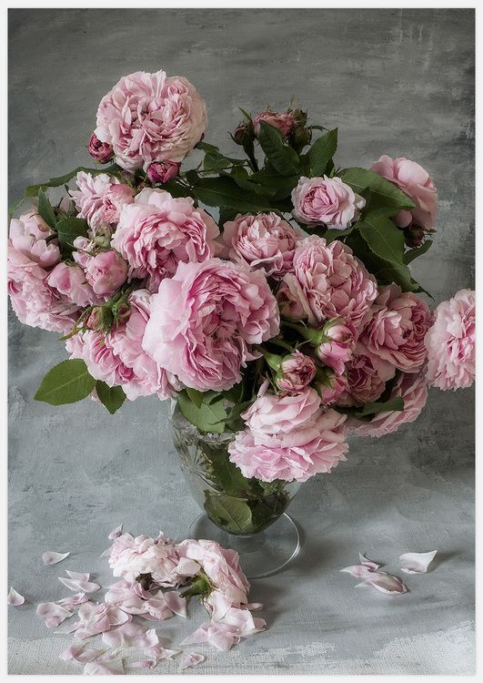 Rose Duchesse de Montebello’