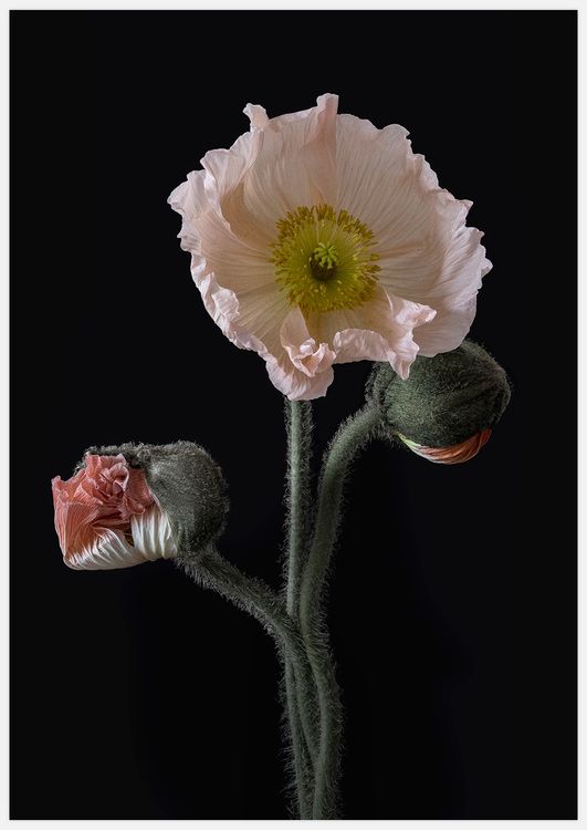 Poppy Pose 2