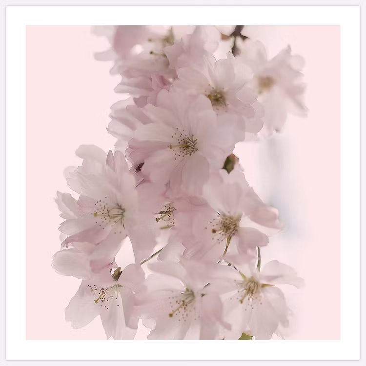 Cherry Blossom in Pink