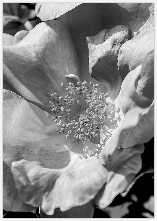 Rose black & white
