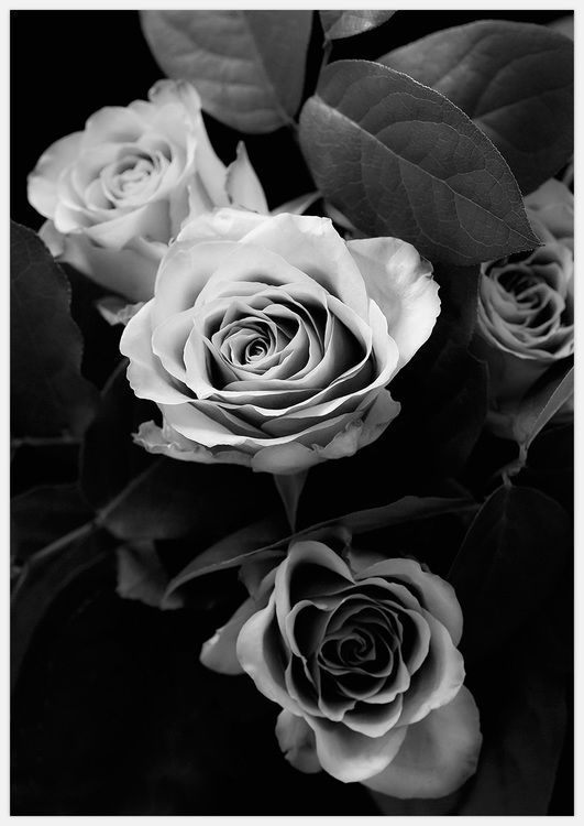 Classic Roses black & white