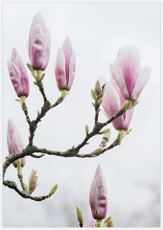 Pink Magnolia buds