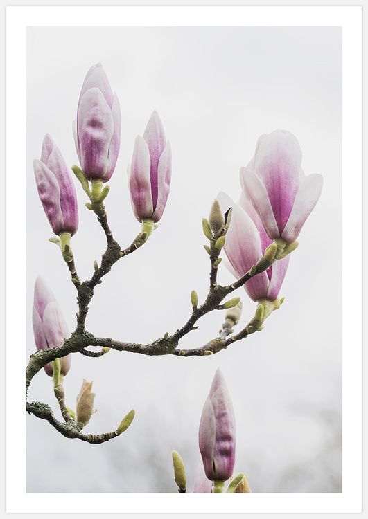 Pink Magnolia buds