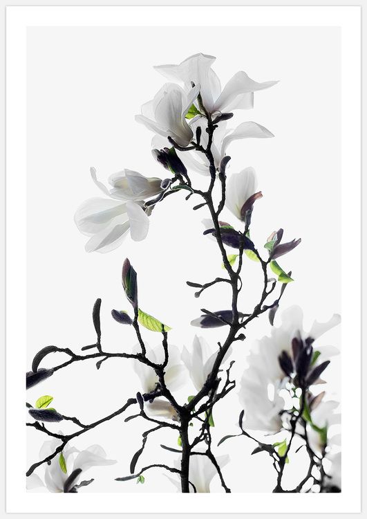 White Magnolia