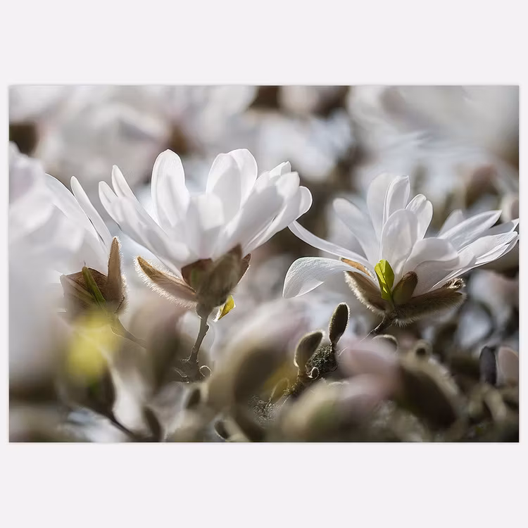 White Magnolia Bloom