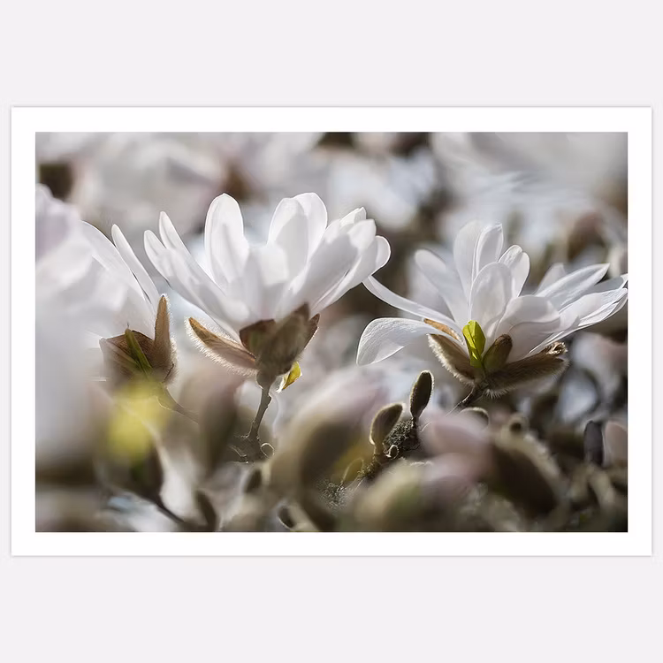 White Magnolia Bloom