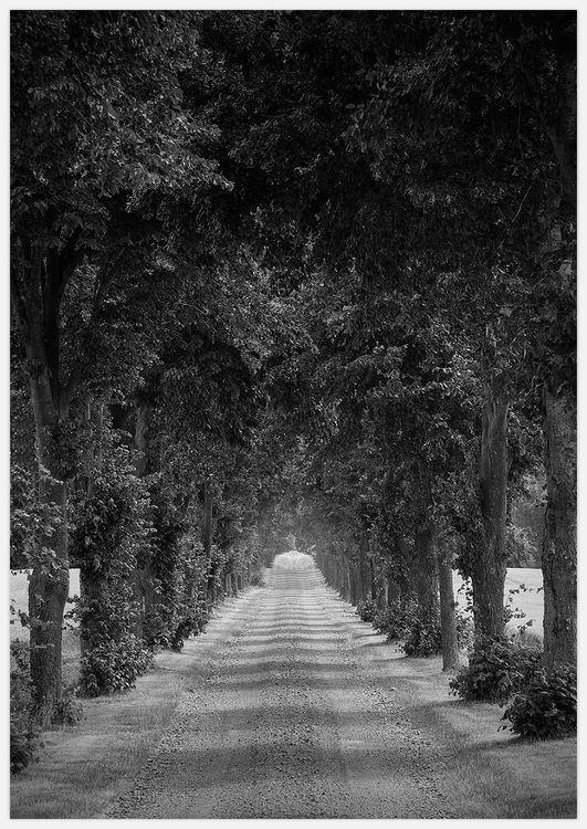 Tree Lane
