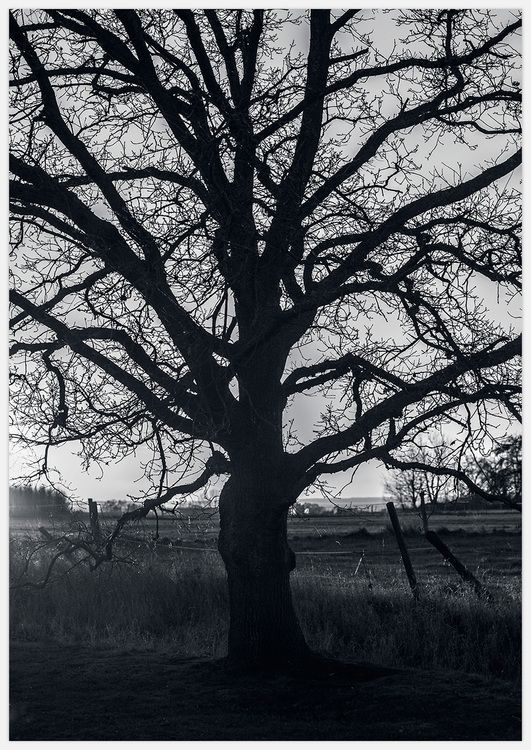 Tree sculpture