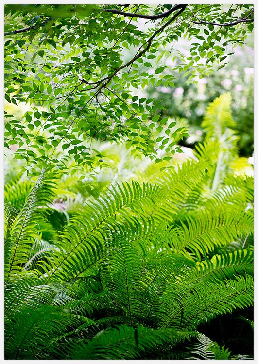 Magic Forest