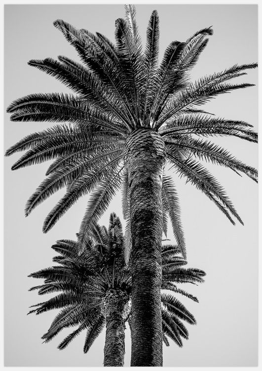 Palm Trees black & white