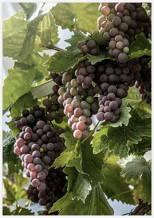 Concord Grape