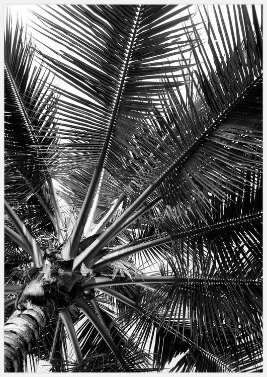 Palm